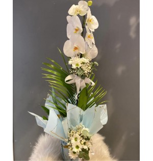 tekli beyaz orkide1